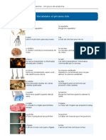 Um Pouco de Anatomia