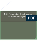 4 01 remember the structures of the urinary system