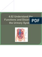 4 02 understand the functions and disorders of the urinary system