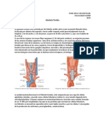 Tiroides Resumen