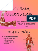 sistema-muscular-1204687836174898-3