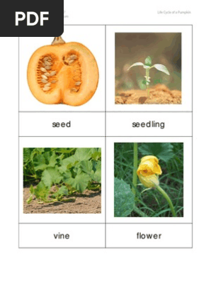 pumpkin