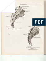 Sinelnikov, Atlas de Anatomie, Vol. 1, Part 2