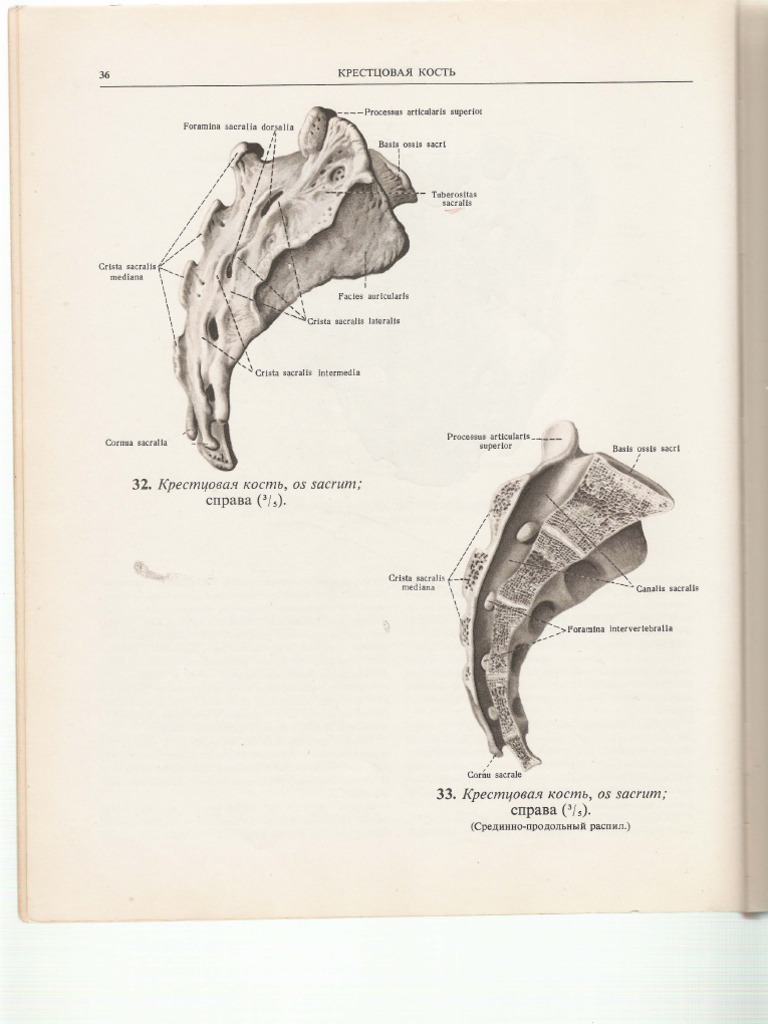 Sinelnikov, Atlas de Anatomie, Vol. 1, Part 2 | PDF