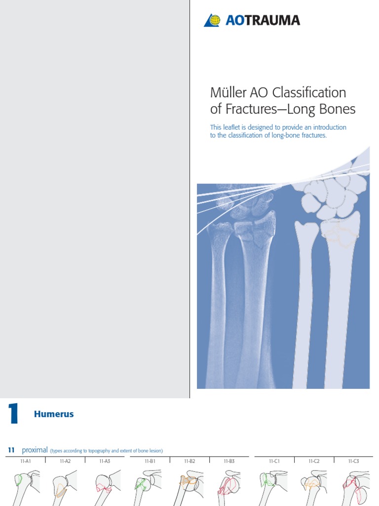 Mueller Ao Class | PDF | Anatomical Terms Of Location | Musculoskeletal ...