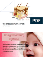 Integumentary System