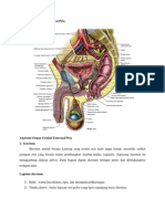 Anatomi Organ Reproduksi Pria Dan Nutrisi Untuk Kesuburan