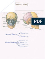 Huesos Cara y Cráneo