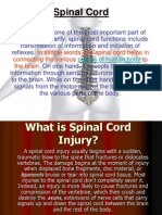 Spinal Cord