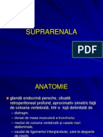 Suprarenal A