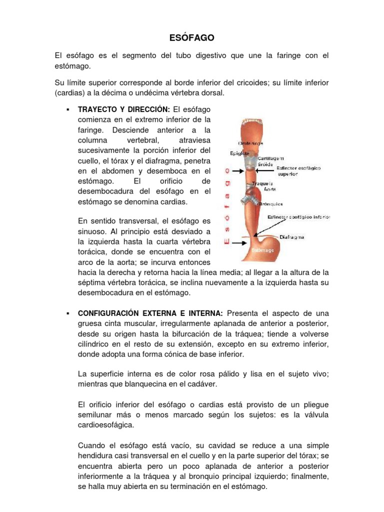 Anatomía y Estructura del Esófago | PDF | Estómago | Esófago