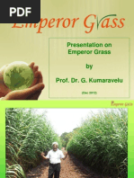 Emperor Grass Presentation