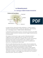 Ghiandola Pineale e DMT PDF