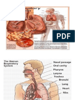 leininger_respi-git-hepato