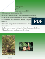 Biologia PPT - Botânica - Gimnospermas 03