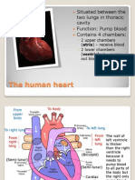The Human Heart: Situated Between The Two Lungs in Thoracic Cavity Function: Pump Blood Contains 4 Chambers