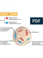 Cell Division Diagram