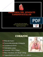 Anatomia Del Corazon