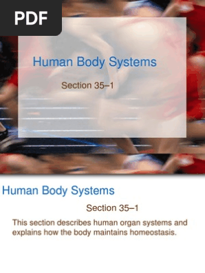 human body