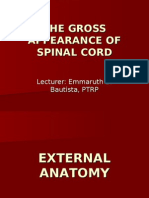 The Gross Appearance of Spinal Cord-lec by Emma