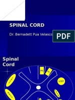 Spinal Cord