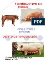 Manejo Reproductivo Porcino