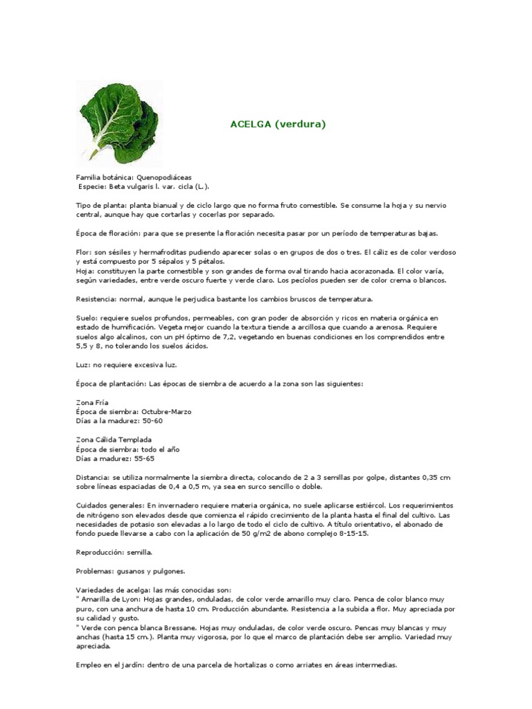 Cultivo De Hortalizas Eneldo Lechuga