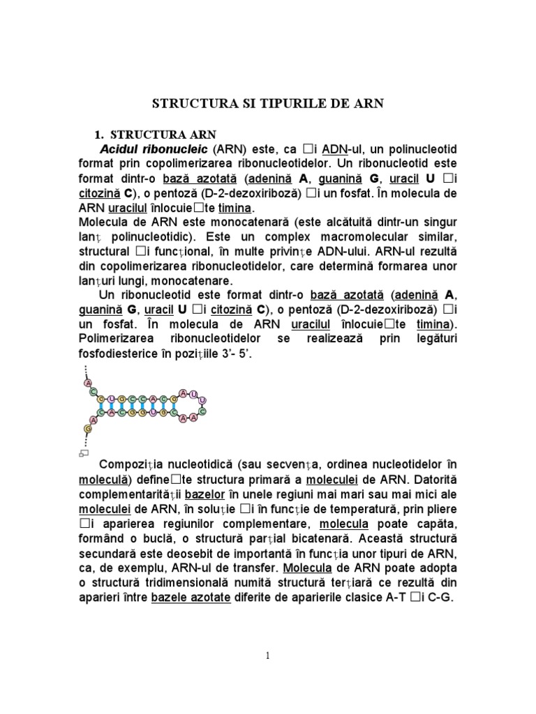 Structura Si Tipurile de Arn | PDF