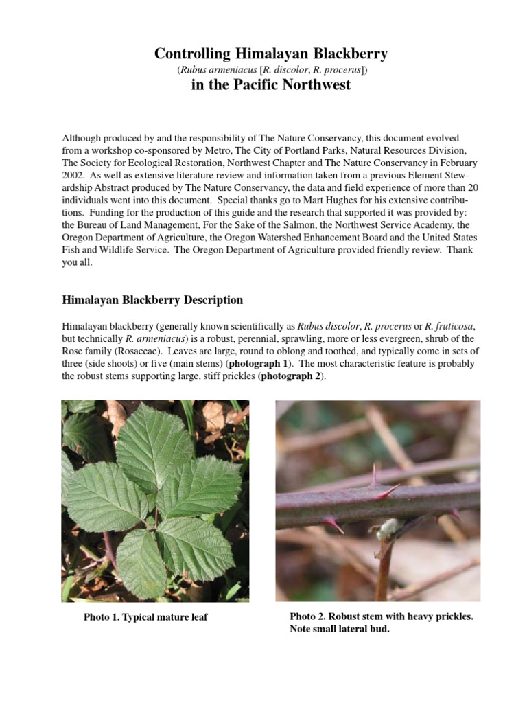 Controlling Himalayan Blackberry in PNW Herbicide Blackberry