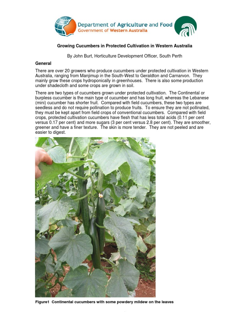 greenhouse cucumbers Plant Nutrition Fertilizer