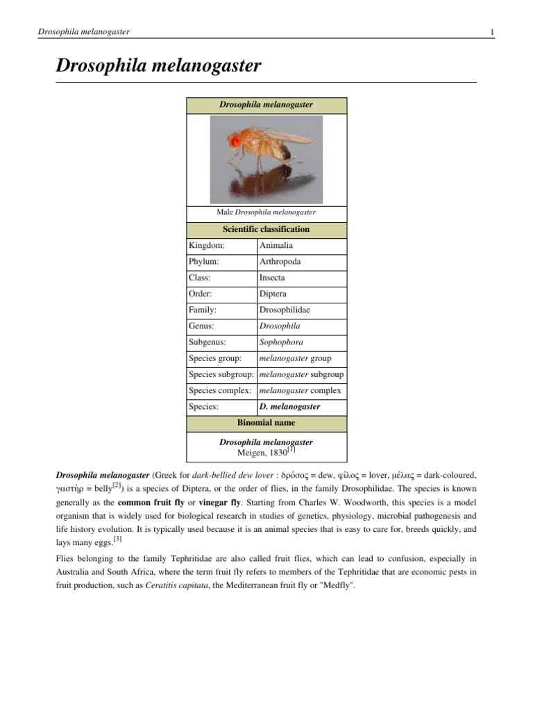 Drosophila Melanogaster | PDF | Drosophila Melanogaster | Toll Like ...