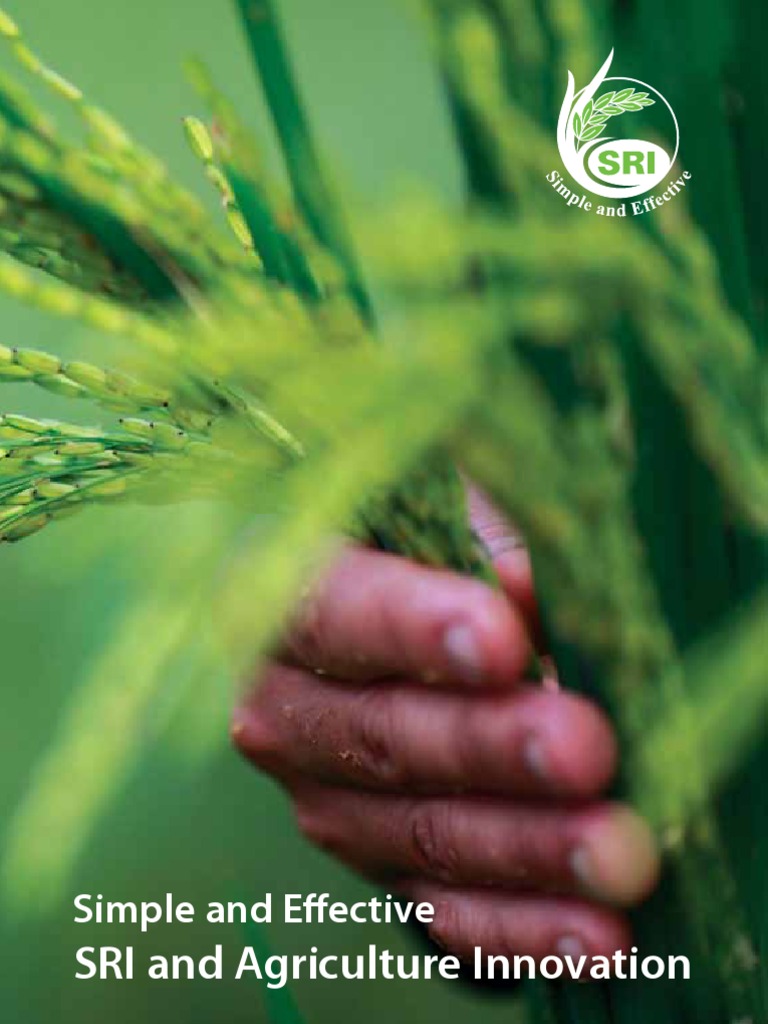 SRI: Sustainable Rice Intensification | PDF | Rice | Agriculture