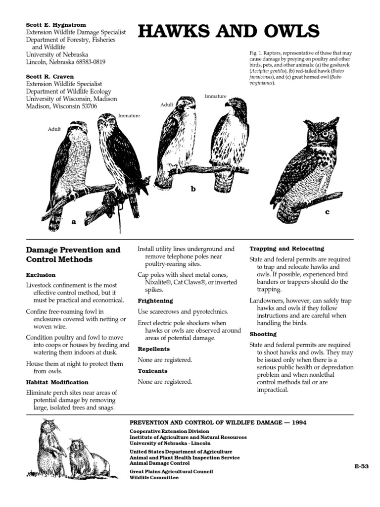 Hawks and Owls Trapping Hawk Free 30day Trial Scribd