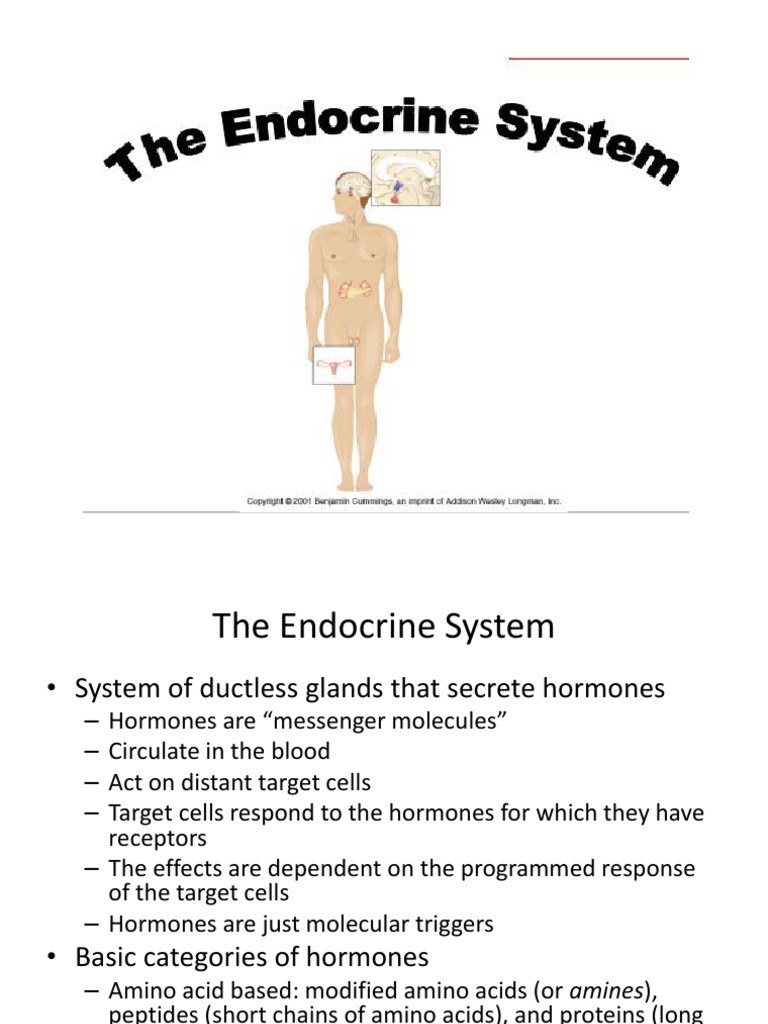 Endocrine System | Endocrine System | Diabetes Mellitus Type 2