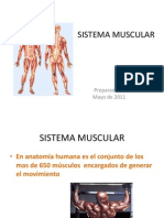 El Sistema Muscular