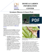 Plane Tree Pests Diseases