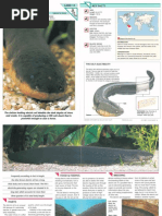 Download Wildlife Fact File - Fish - Pgs 11-20 by ClearMind84 SN121812949 doc pdf