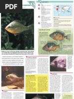 Download Wildlife Fact File - Fish - Pgs 41-47 by ClearMind84 SN121814256 doc pdf