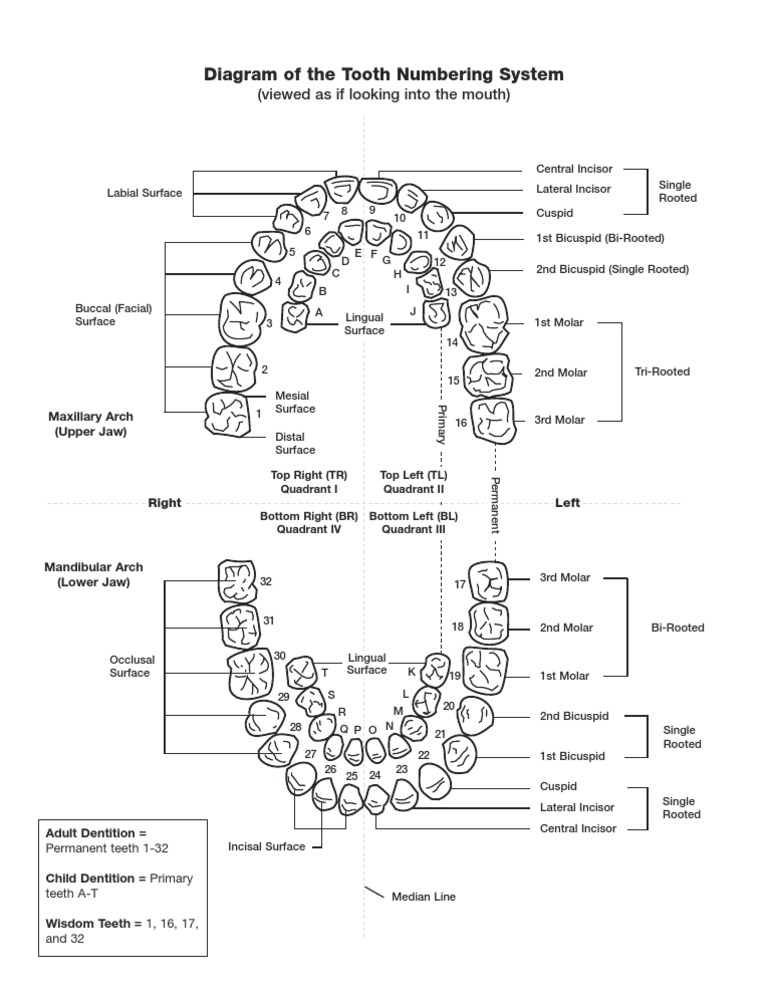 Diagram of The Tooth Numbering System | PDF | Tooth | Dental Anatomy