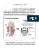 08 - Musculos Abdominales y Lumbares