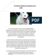 Adiestramiento Canino - ¡Mi Perro Me Ignora en La Calle!