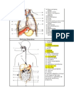 000. Anatomia Cuerpo