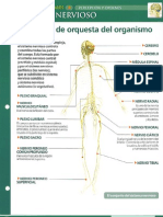 Sistema Nervioso