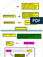 Procese Patologice