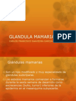 glandula mamaria