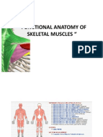 Anatomy Reviewer - Skeletal Muscles