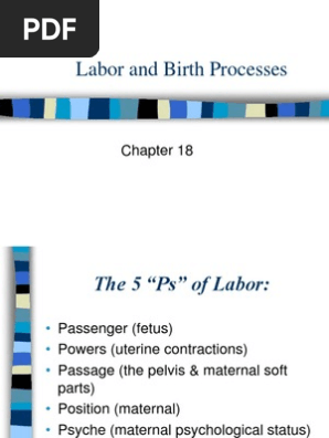 Labor And Birth Processes Pelvis Childbirth