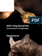 07-SCI-Kitti's Hog Nosed Bat-19LachlanJ