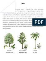 Classification of Plants