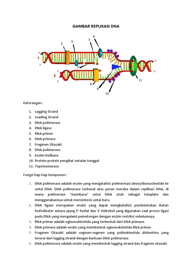 Mekanisme dan Enzim Replikasi DNA | PDF | Sains & Matematika | Komputer